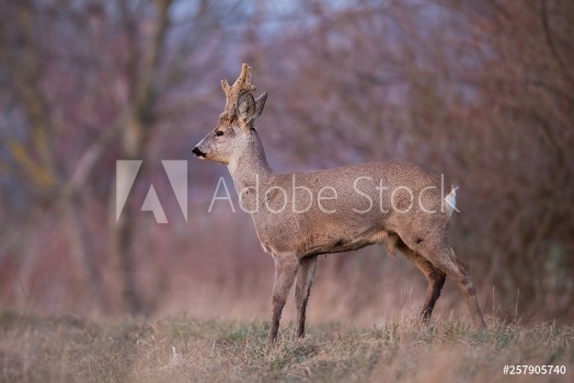 Bild på Roe deer capreolus capreolus buck with big antlers covered in velvet Curious alerted wild animal in winter Roebuck with antlers growing
